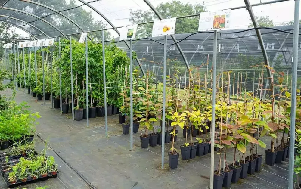 arbres fruitiers (2)