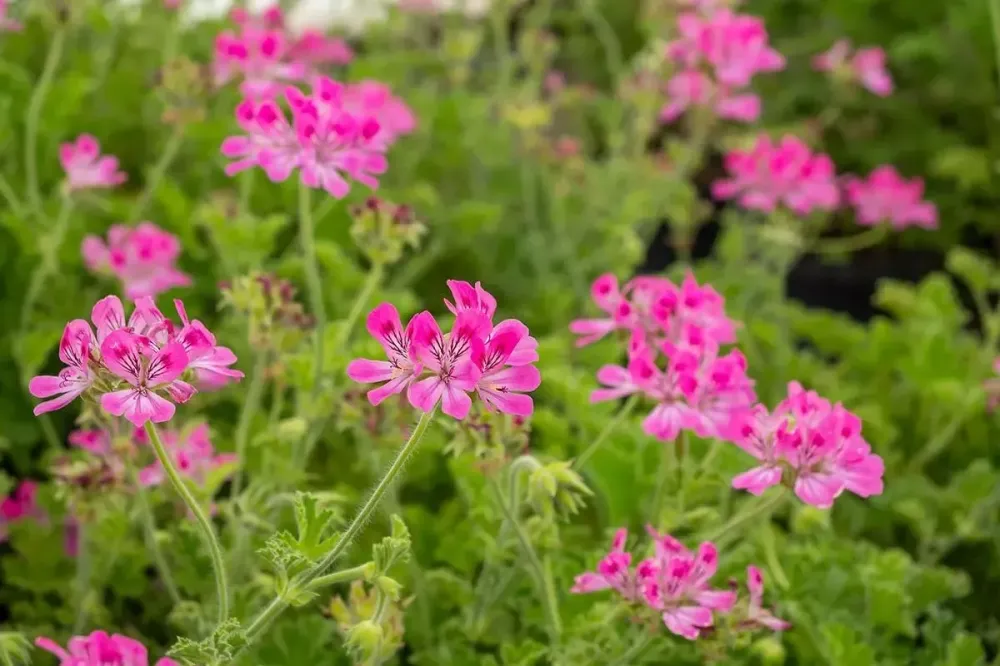 Vente de fleurs comestibles à Hyères