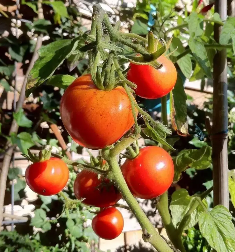 plants potager
